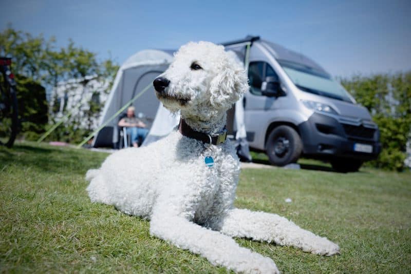 camping sarlat met hond