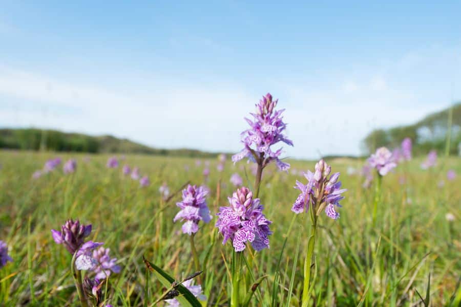 zone natura 2000 : orchidée sauvage